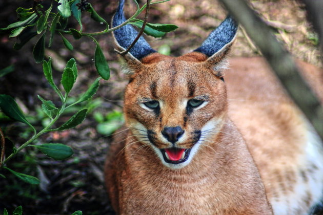 Caracal @ Tenikwa rescue centre