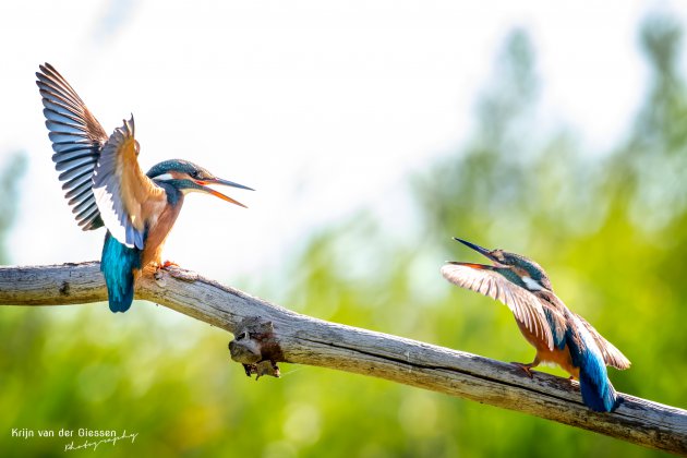 Vechtende ijsvogeltjes