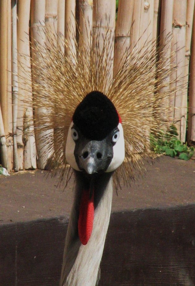 Crowned crane