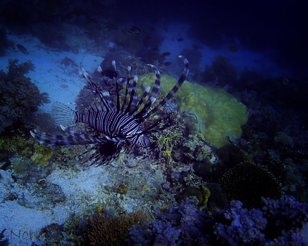 Duiken vanuit Panglao