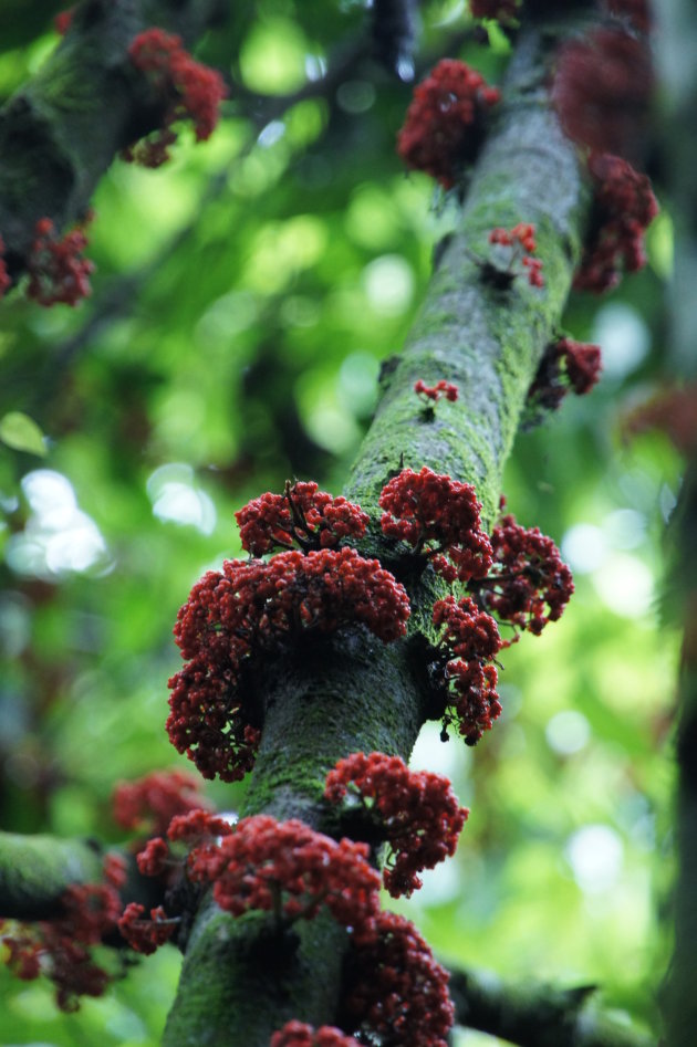 Berries on a branch