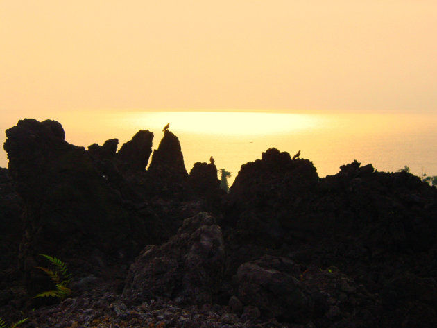 bird on lava