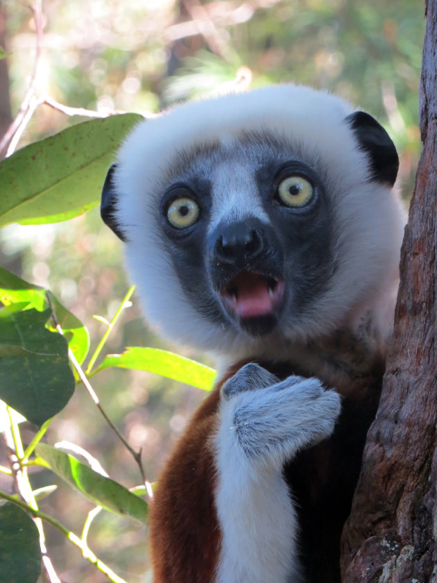 Coquerel Sifaka in Madagaskar