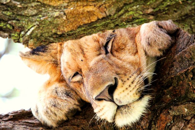 Voor leeuwen in bomen ga je naar Manyara