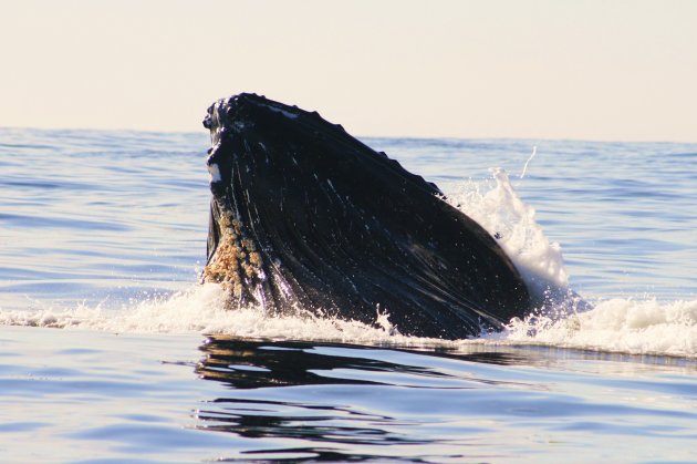 Bultrug, Vancouver Island