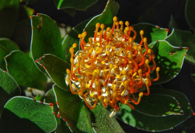 Stralende Protea