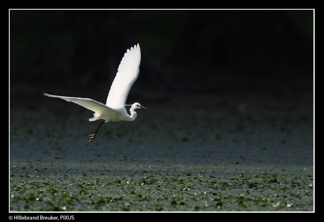 KLeine Zilverreiger