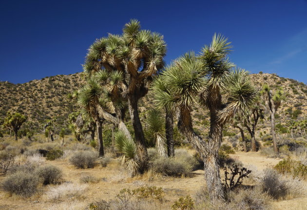 Joshua Tree N.P.