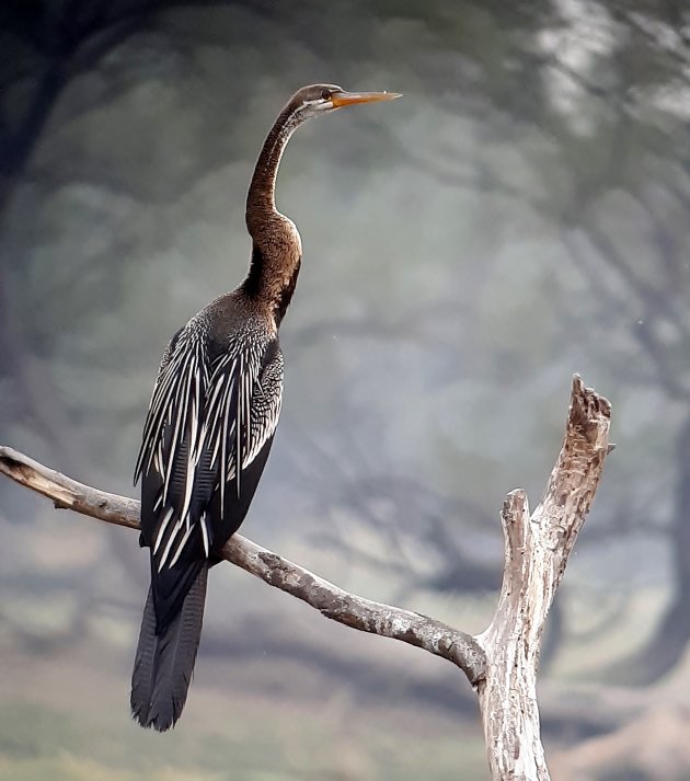 Slangenhalsvogel