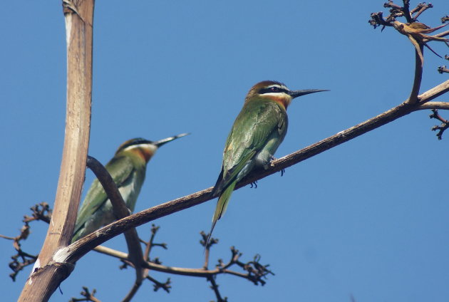 Madagaskar Bijeneter