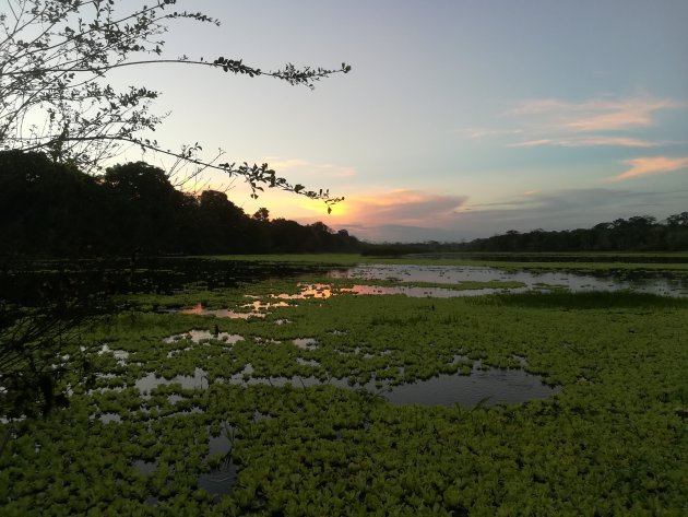 Jungle adventure sunset