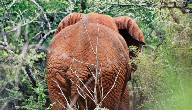 Olifant in Akagera