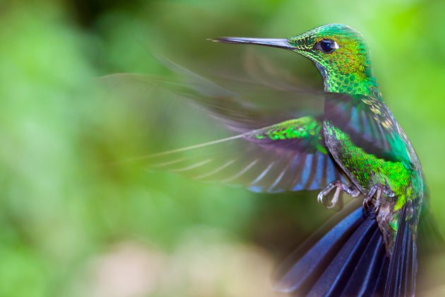 Kolibries spotten in Monteverde