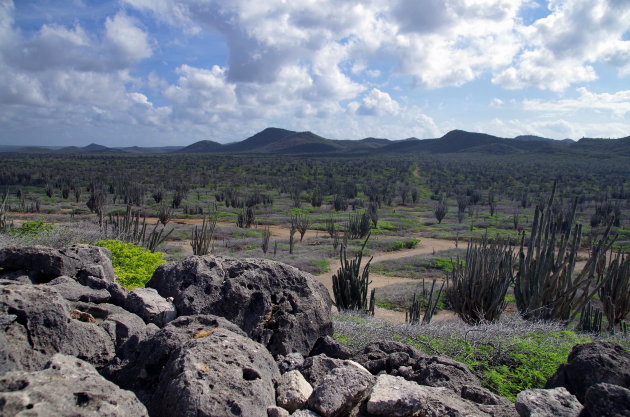 Cactuswoud op Bonaire