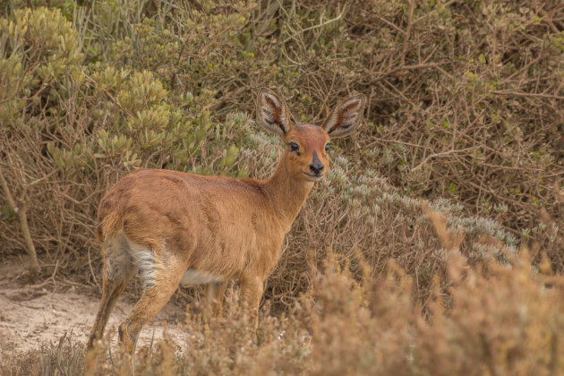 Steenbokje bij Lambertsbaai